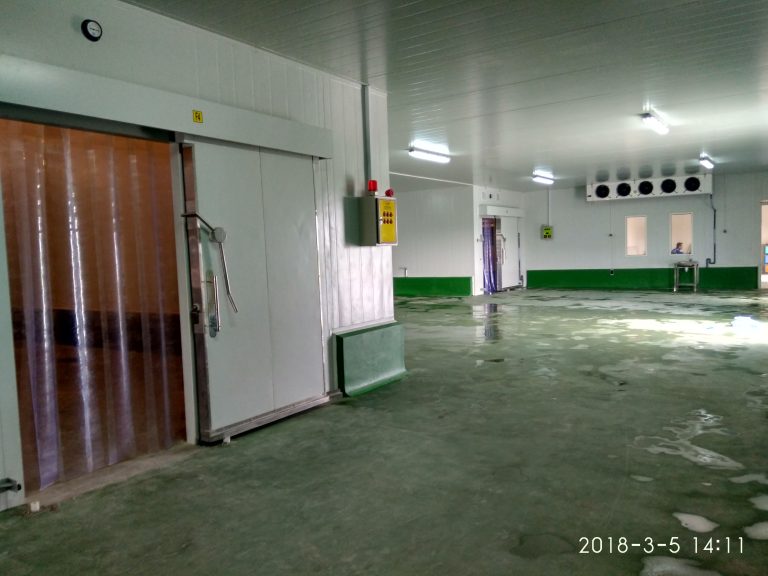 Solusi Penyimpanan Optimal untuk Ikan dan Produk Laut